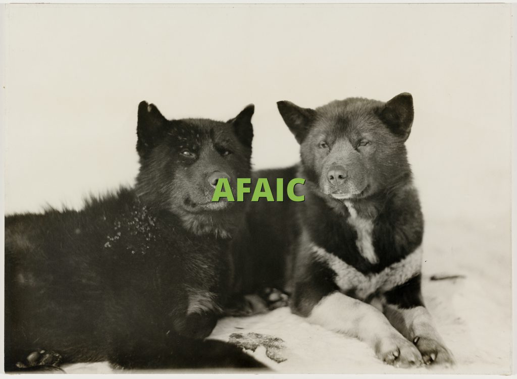 AFAIC