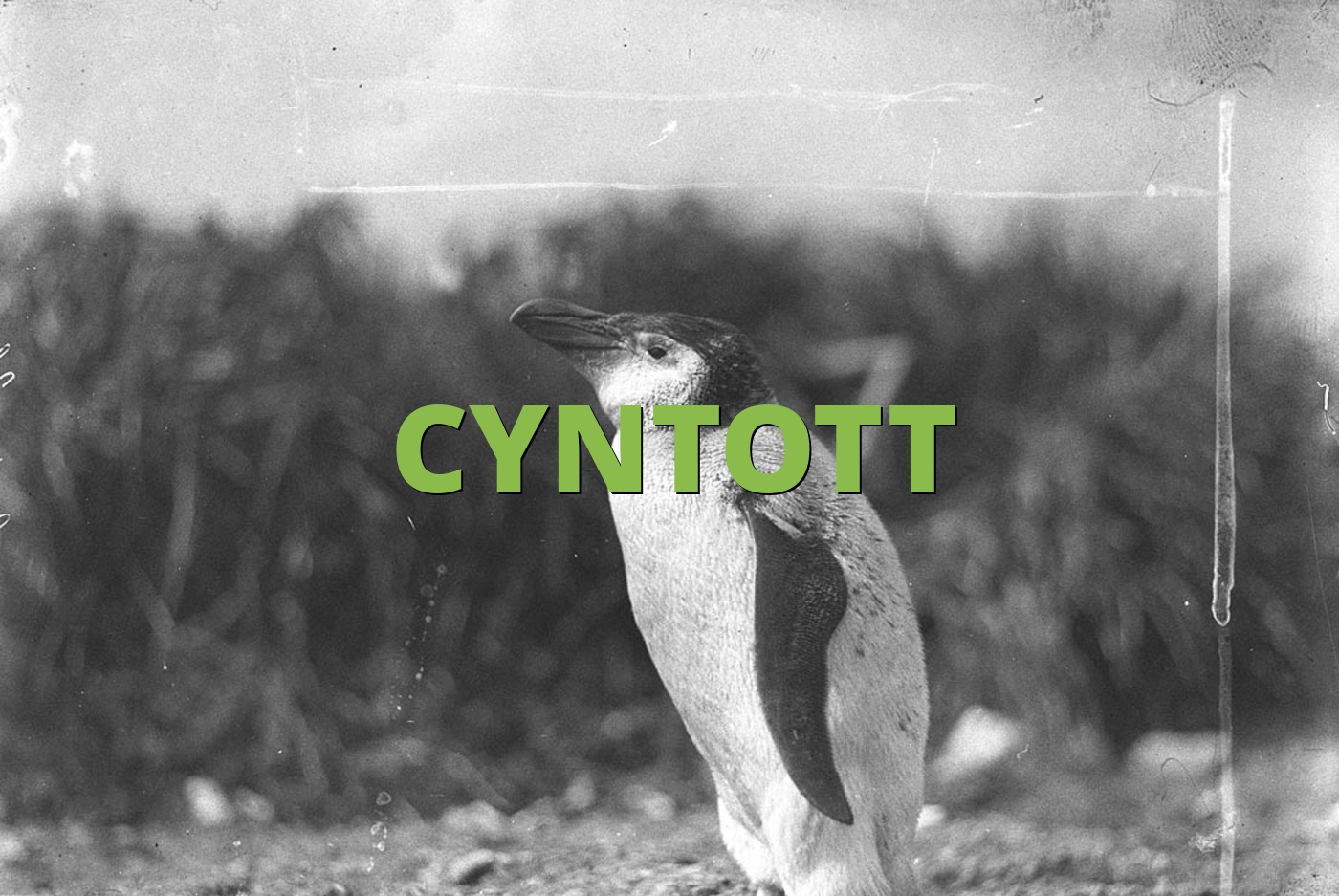 CYNTOTT