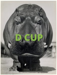 D CUP