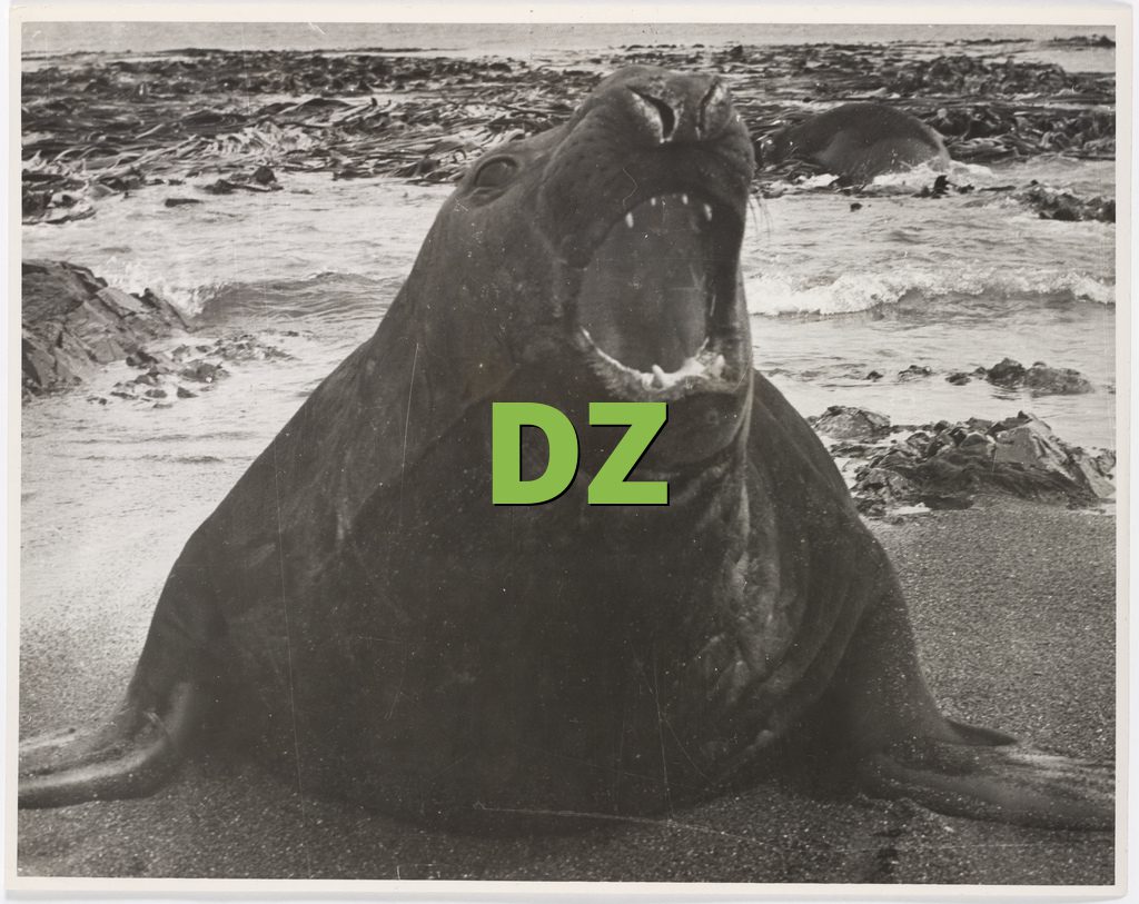 DZ