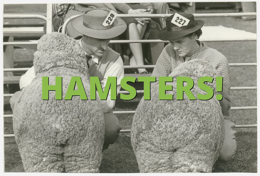 HAMSTERS!