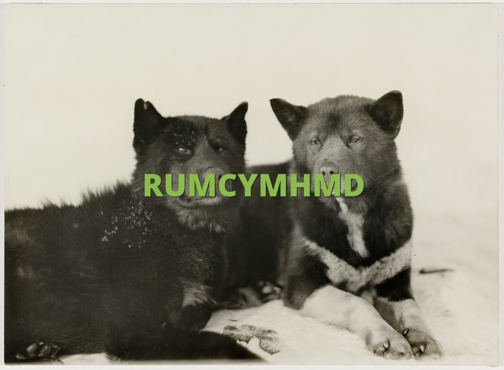 RUMCYMHMD