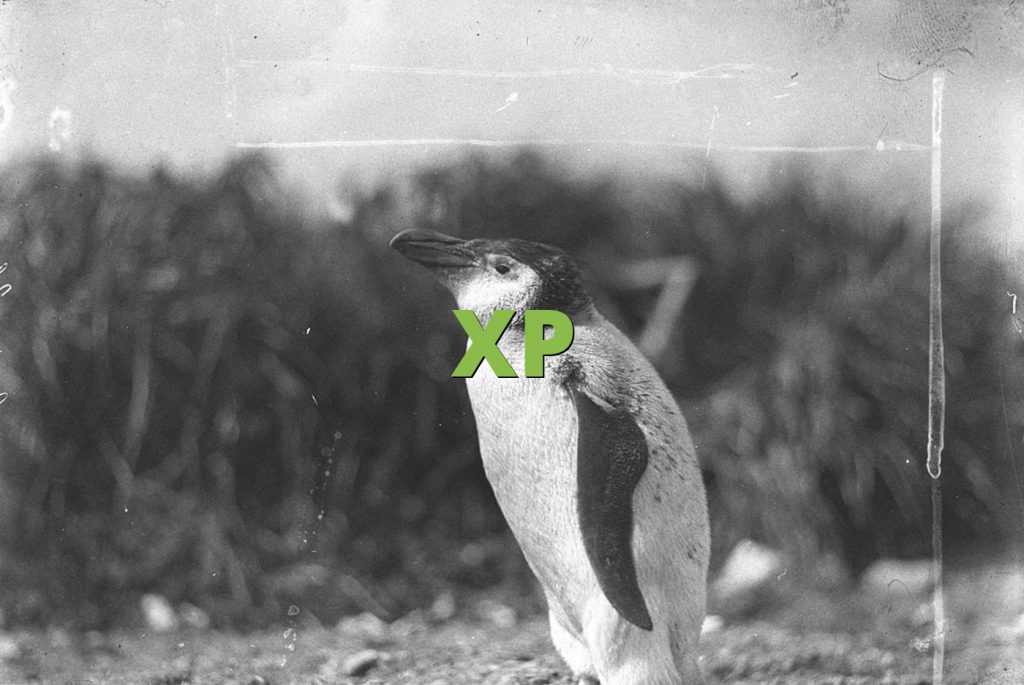 XP