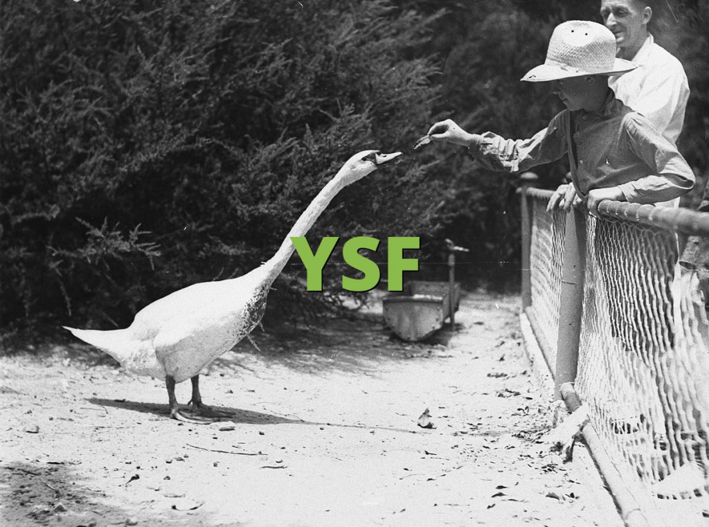 YSF