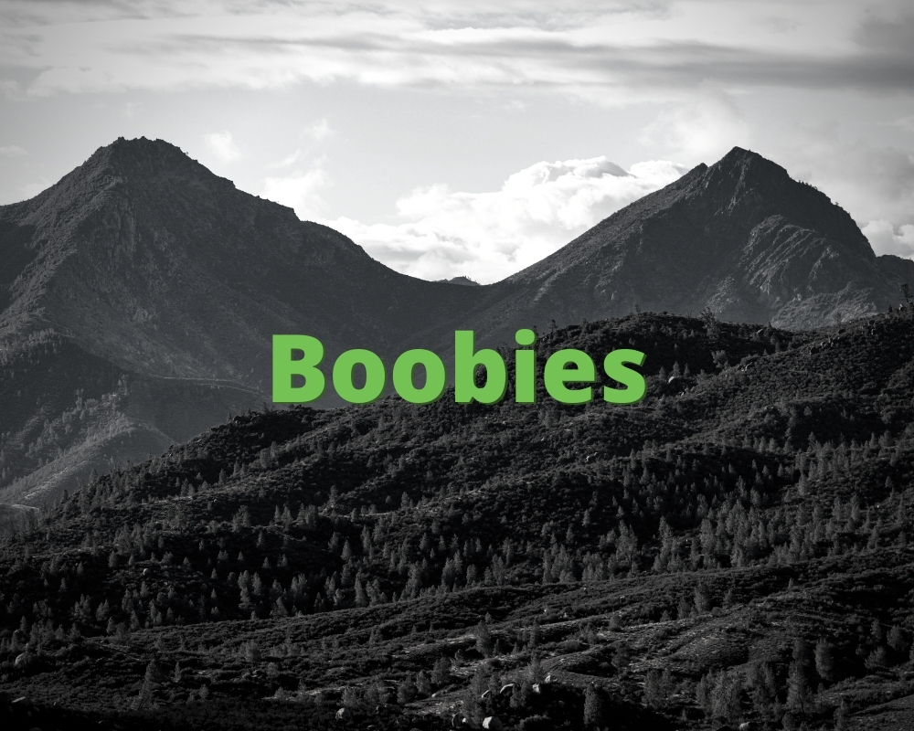 Boobies » What does Boobies mean? »