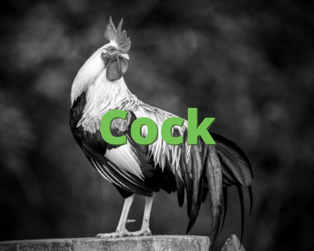 What A Cock