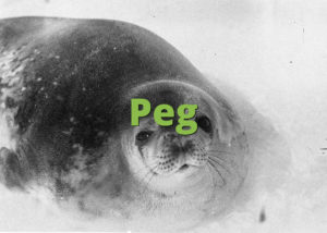 Peg